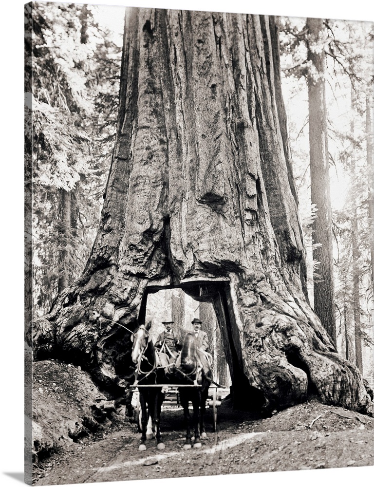 1900s two men driving buggy drawn by two horses through tunnel arch cut through base trunk of giant sequoia tree Californi...