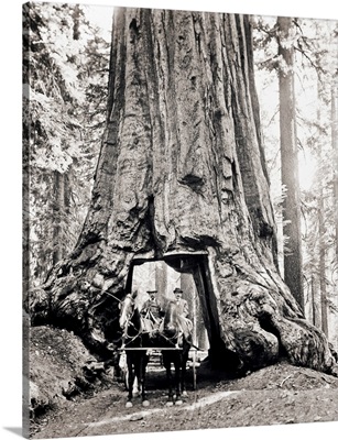 1900s Two Men Driving Buggy Through Tunnel In Giant Sequoia Tree, California, USA