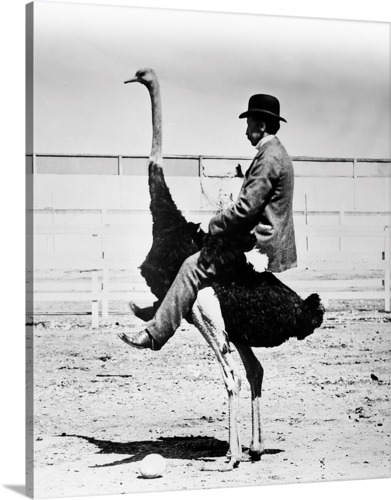 1920s Man wearing bowler hat riding on back of ostrich.