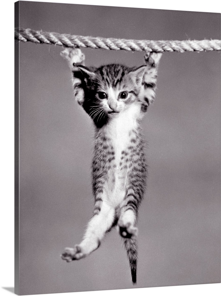 1950s Little kitten hanging from rope looking at camera.