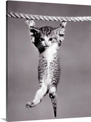 1950s Little Kitten Hanging From Rope Looking At Camera