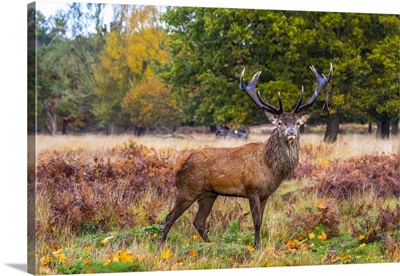 A Alpha Male Stag Posing For The Camera