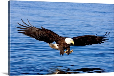 A bald eagle swoops in with talons extended to catch a fish in Southeast, Alaska