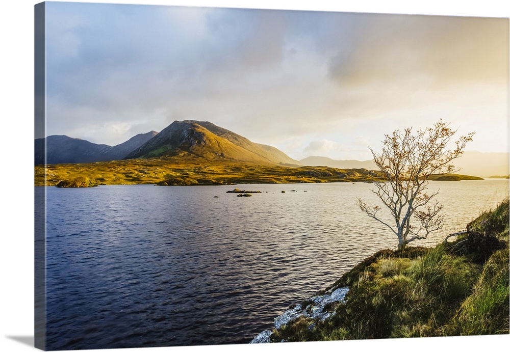 A small bare tree on the banks of Derryclare Lough at sunrise with the Connemara mountains in the distance in winter; Conn...