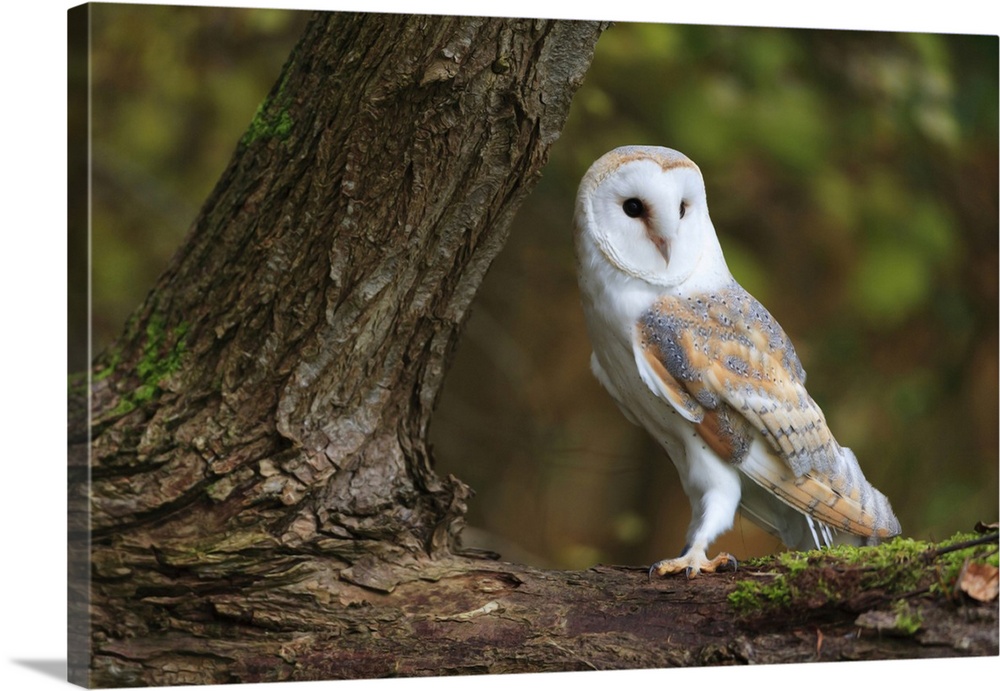 A Barn Owl perched on the branch of a large tree.