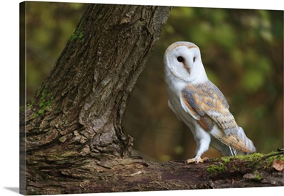 A Barn Owl Perched On The Branch Of A Large Tree