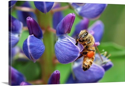 A Bee Visiting A Lupine Flower In The Springtime, Arlington, Massachusetts