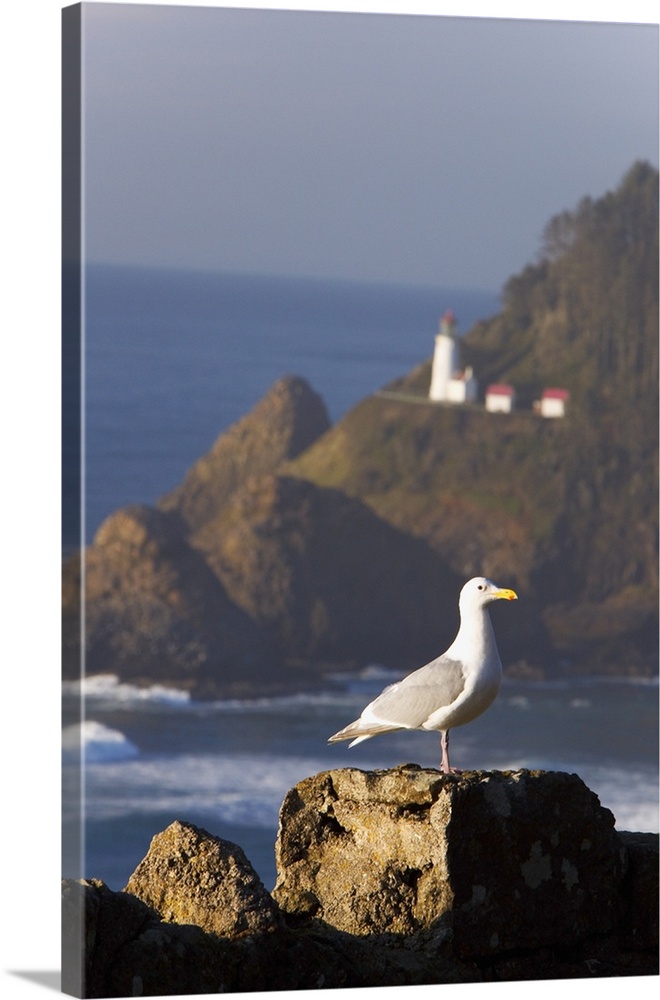 A Bird Sitting On A Rock Near Heceta Head Lighthouse, Oregon