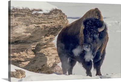 A bison bull (Bison bison) soaks up the winter sun standing near a travertine rock to block the wind, close to the sunny south side of the Soda Butte Cone in Lamar Valley; Yellowstone National Park, Wyoming, United States of America