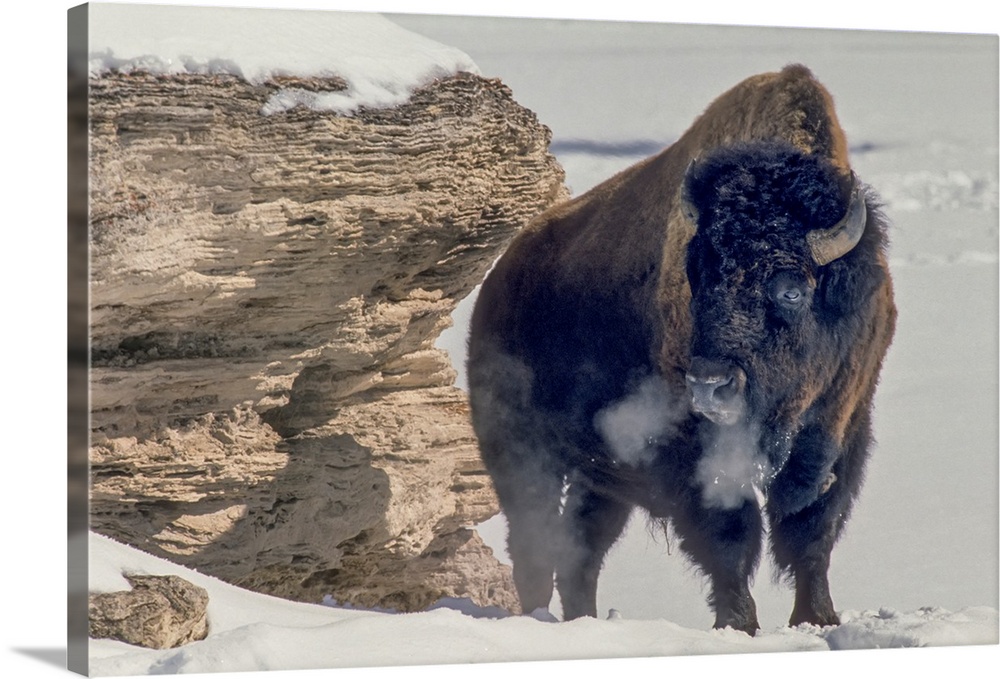 A bison bull (Bison bison) soaks up the winter sun standing near a travertine rock to block the wind, close to the sunny s...