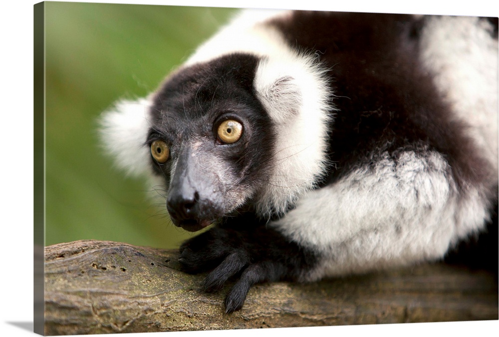 A Black-And-White Ruffed Lemur At The Singapore Zoo; Singapore Wall Art ...