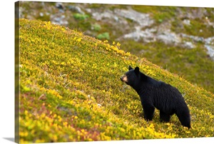 A black bear foraging for berries on a hillside near the Harding Icefield Trail  image thumbnail