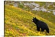 image thumbnail of A black bear foraging for berries near the Harding Icefield Trail at Exit Glacier on a fall day in Kenai Fjords National P...