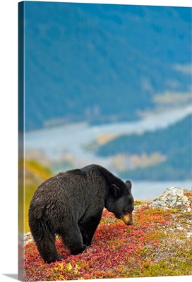 A black bear foraging for berries on a hillside near the Harding Icefield Trail