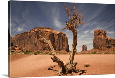 A Blasted Tree In The North Window Of Monument Valley