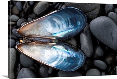A Blue Mussel Shell Rests On The Beach