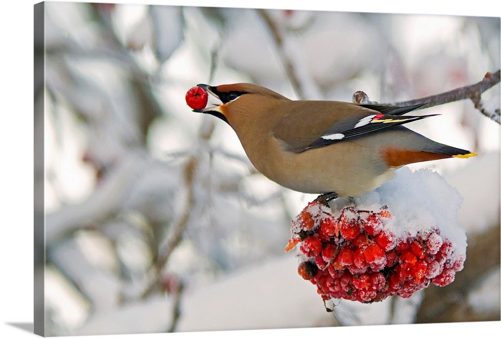 Landscape photograph on a large canvas of a Bohemian waxwing bird feeding on mountain ash berries as he perches on a snow ...