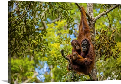 A Bornean Orangutan Family In A Tree