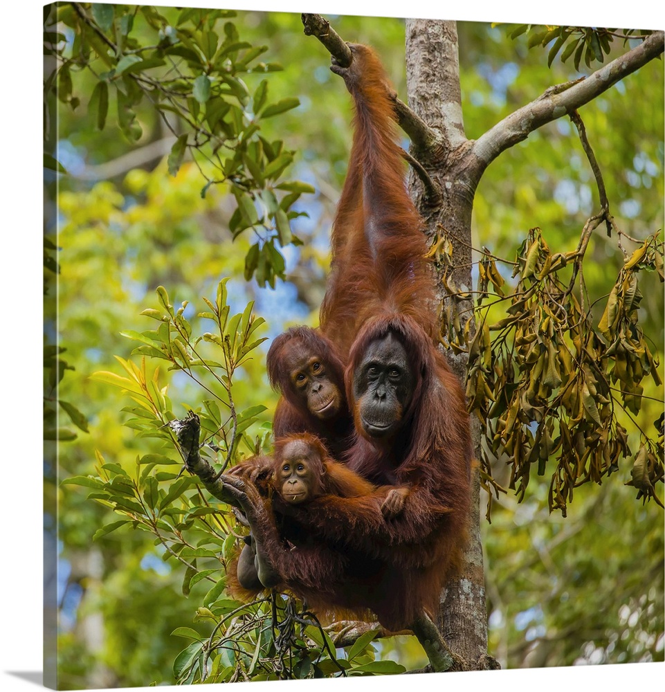 A Bornean orangutan family, Pongo pygmaeus, in a tree.