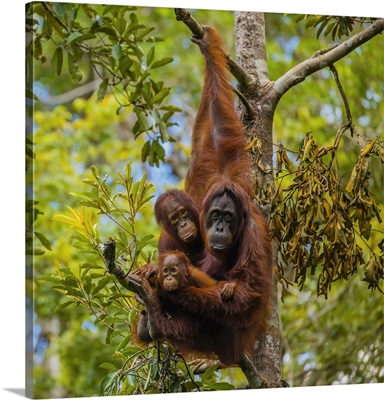 A Bornean Orangutan Family, In A Tree