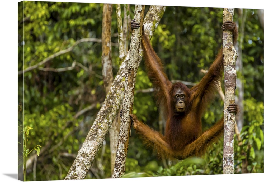 A Bornean orangutan, Pongo pygmaeus, swinging from adjacent tree trunks.