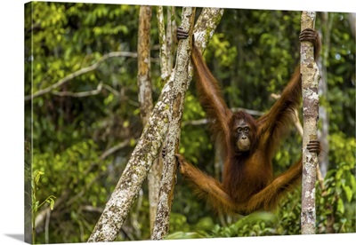 A Bornean Orangutan, Swinging From Adjacent Tree Trunks