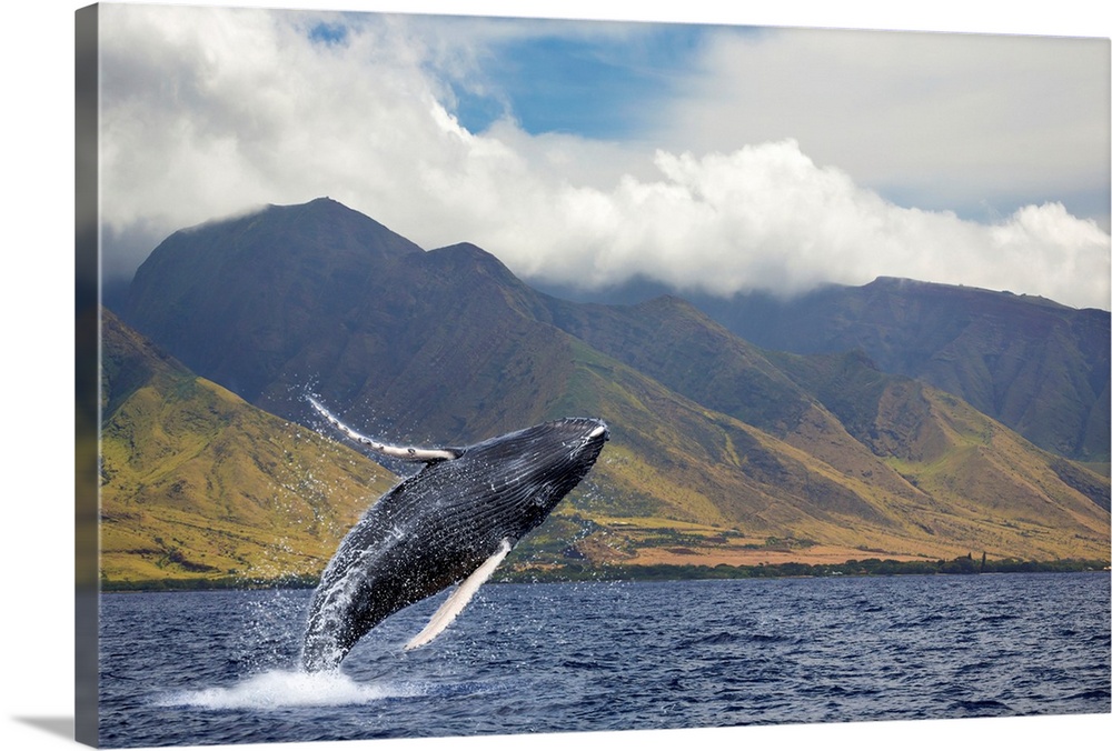 A breaching humpback whale (Megaptera novaeangliae) off the West side of the island of Maui. Maui, Hawaii, United States o...
