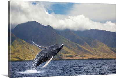 A breaching humpback whale off the West side of the island of Maui, Maui, Hawaii