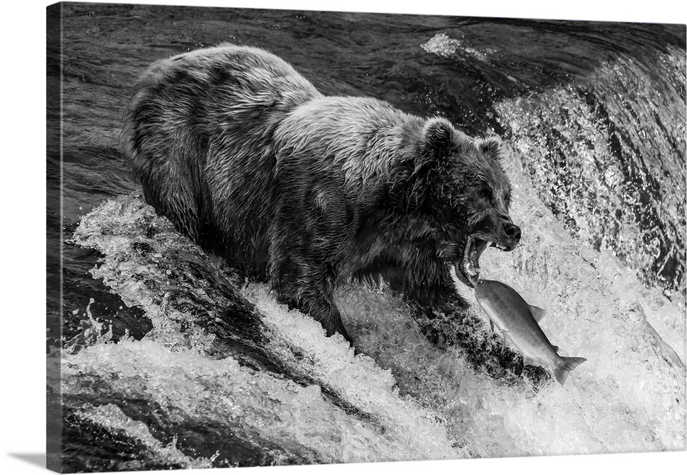 A brown bear (Ursus arctos) about to catch a salmon in its mouth at the top of Brooks Falls, Alaska. The fish is only a fe...