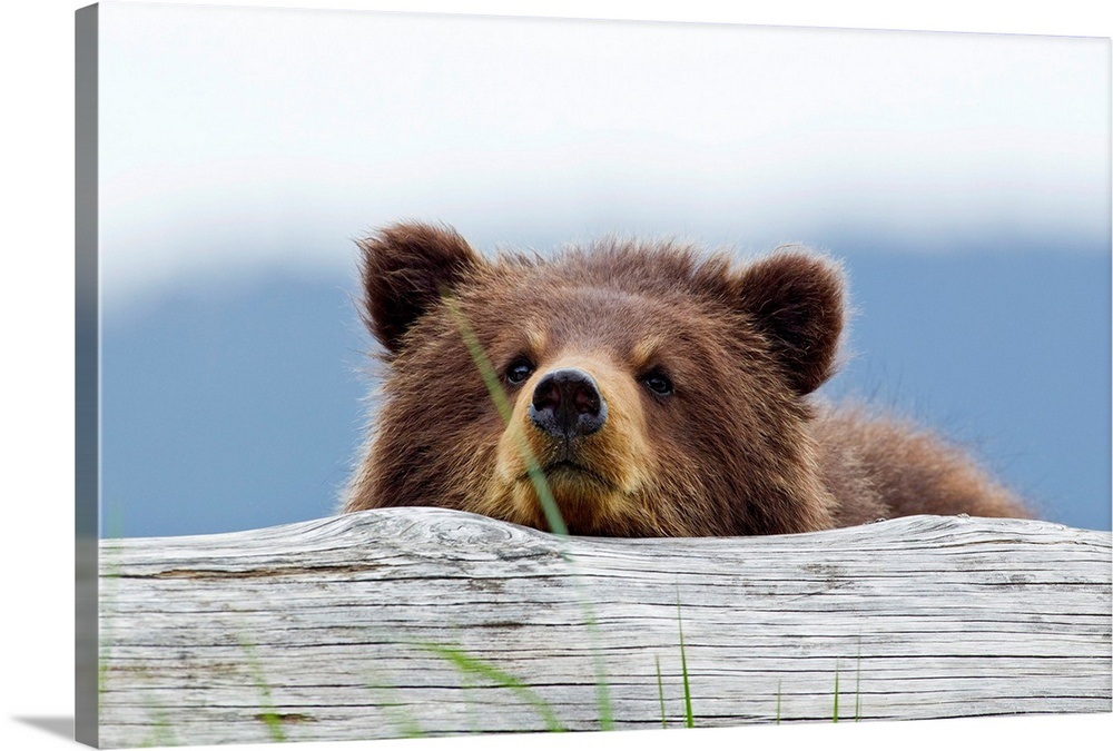 A brown bear cub rests its head on a log Wall Art, Canvas Prints ...