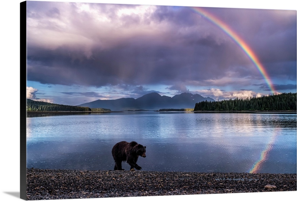 A Brown bear (Ursus arctos) walks the shoreline at Pack Creek as the tide goes out on Admiralty Island. A rainbow brighten...