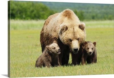 A Brown Grizzly Bear With Cubs; Alaska, United States Of America