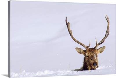 A bull elk (Cervus canadensis) negotiates deep snow on the Blacktail Plateau in Yellowstone National Park; Wyoming, United States of America