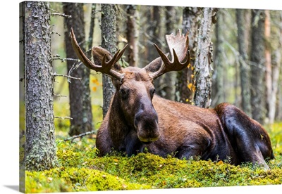 A Bull Moose (Alces Alces) Resting In A Forest On Fort Greely, Alaska