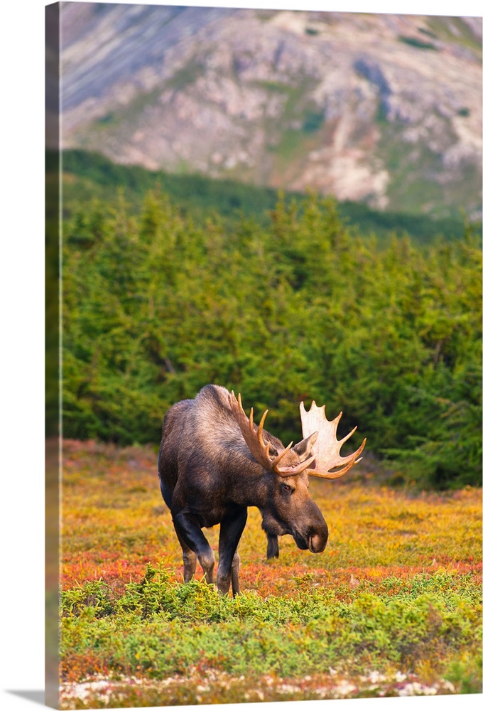 A bull moose in rut standing on tundra in front of a wooded area near Powerline Pass in Chugach State Park on a fall day. ...