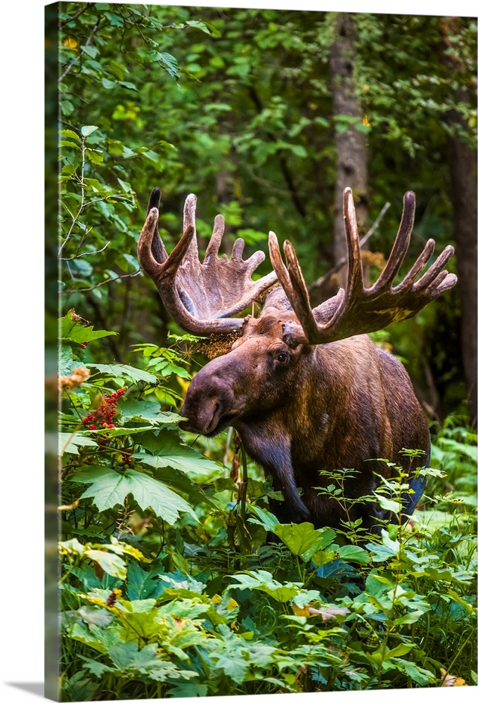 A bull moose (alces alces) in velvet antlers in Kincade Park, Southwest Anchorage on a sunny summer day; Anchorage, Alaska...