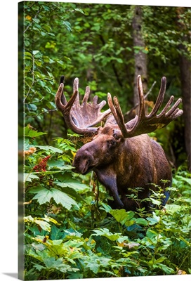 A bull moose in velvet antlers