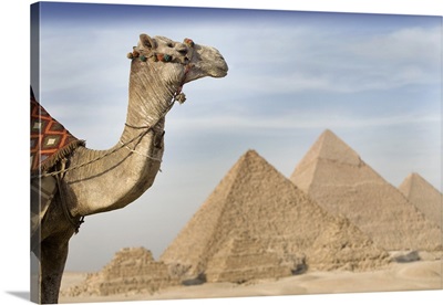 A Camel With The Pyramids In The Background; Cairo, Egypt, Africa