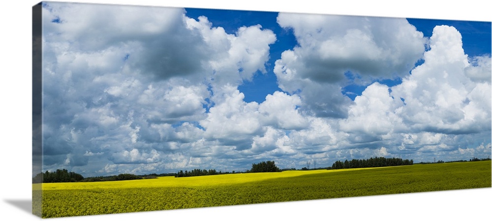 A canola field under a cloudy filled with shadows of the clouds cast on the field, painting effect added; Alberta, Canada.