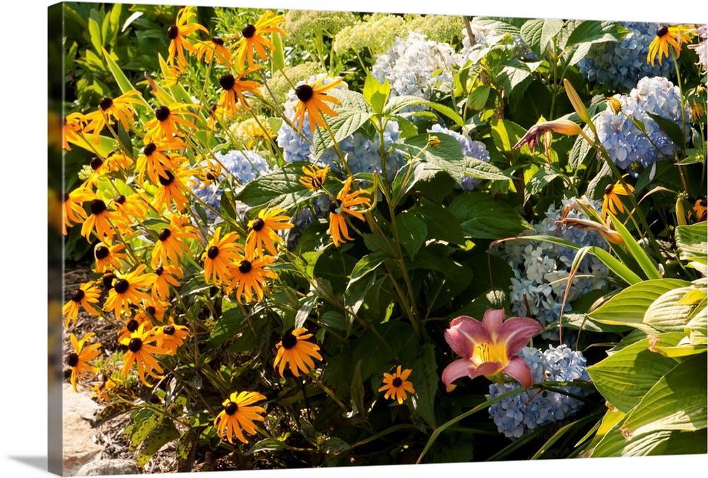 A Cape Cod garden with black-eyed susans, hydrangeas and lilies.