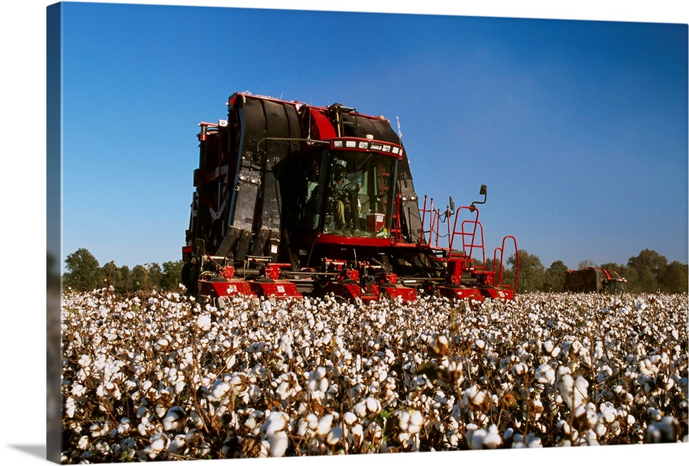 A Case IH Module Express 625 (on board module maker) cotton picker harvesting cotton