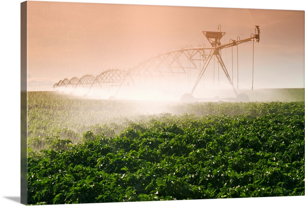 A Center Pivot Irrigation System Watering Potato Crop, Tiger Hills, Manitoba, Canada