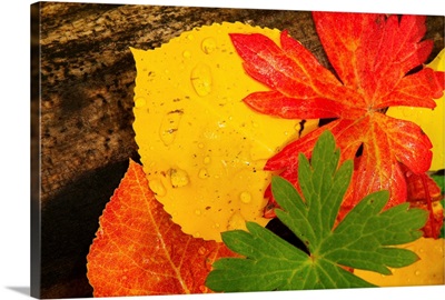 A closeup of autumn leaves.