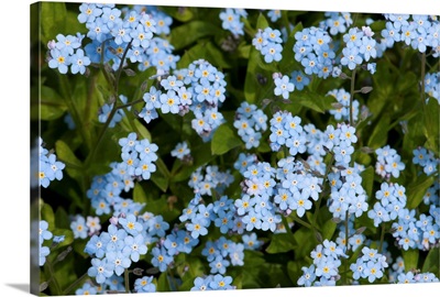 A cluster of forget me not flowers, Myosotis species, in springtime.; Boylston, Massachusetts.
