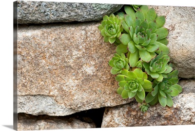 A cluster of houseleeks, Sempervivum species, growing among rocks.; Wellesley, Massachusetts.