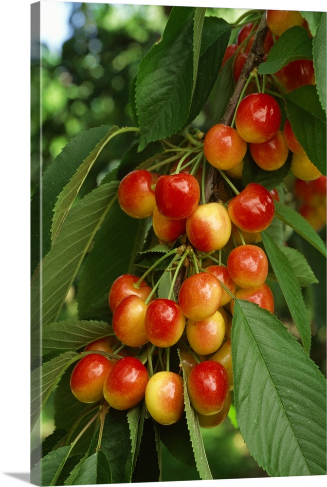 A cluster of ripe Rainier cherries on the tree, ready for harvest