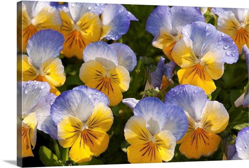 A cluster of yellow and blue pansies, Viola species, with raindrops