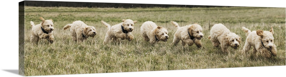 Composite of a cockapoo dog running on a grass field, with 7 images of a dog in a row, south shields, Tyne and Wear, England.