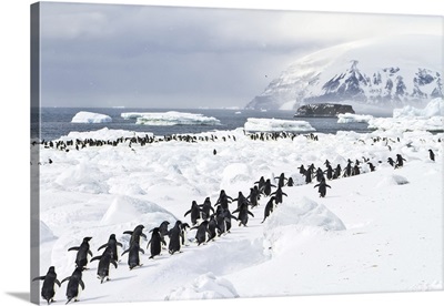 A Colony Of Adelie Penguins On An Icy Beach