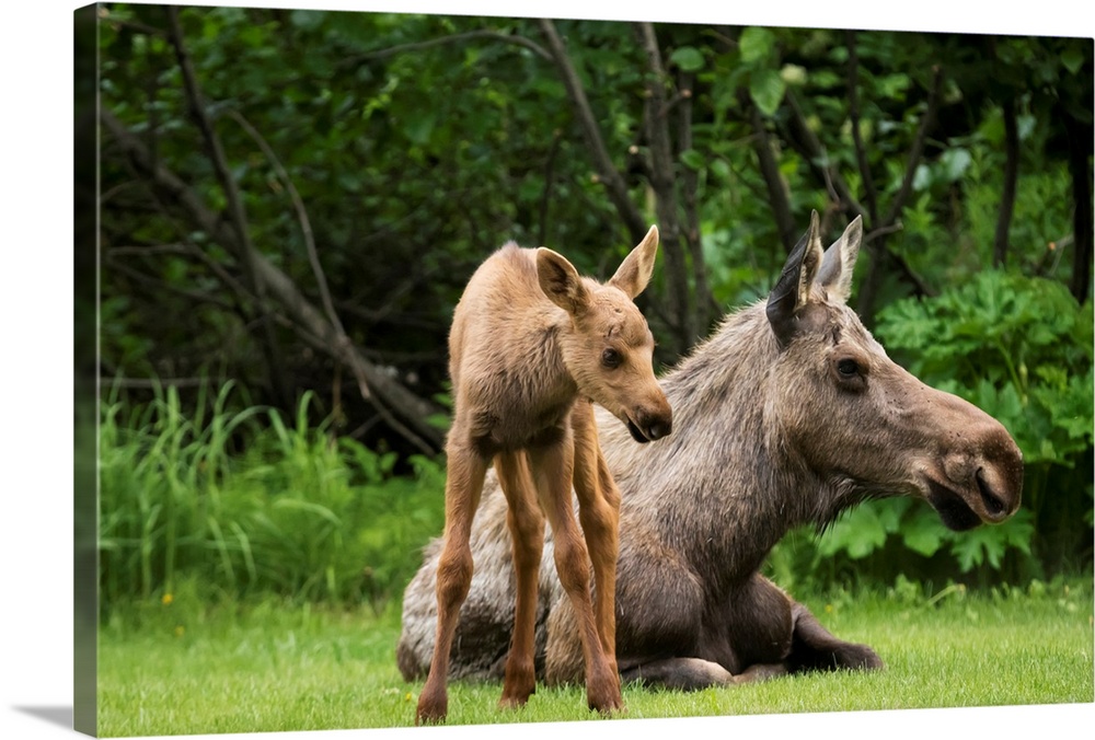 A cow moose (alces alces) relaxes on a lawn with her calf; Anchorage, Alaska, United States of America